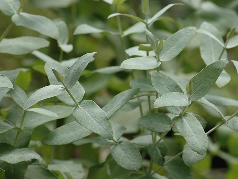 植物葉綠素測(cè)定儀的工作原理