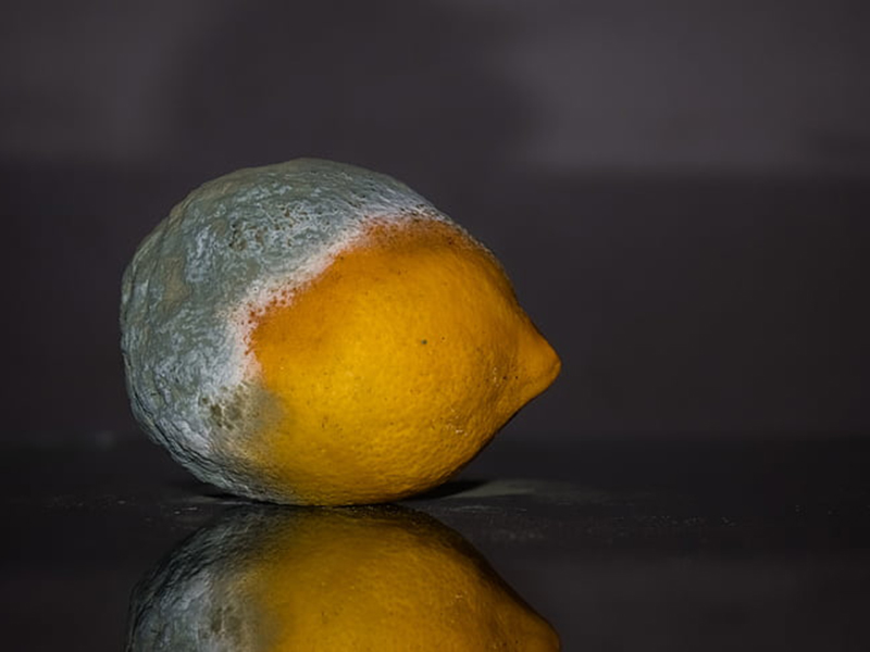 食品中常見的真菌毒素有哪些