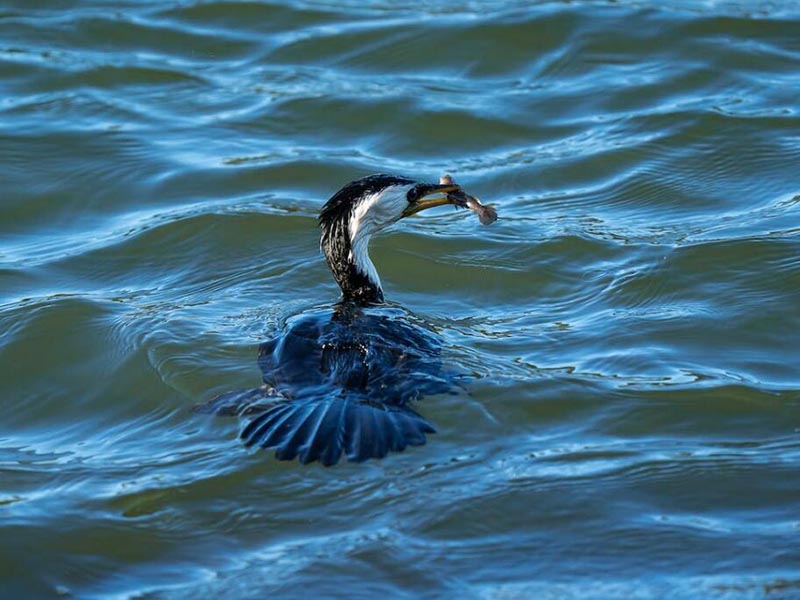 溶解氧測(cè)定儀選型要點(diǎn)