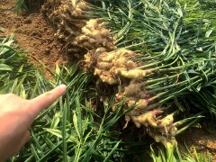 高智能土壤分析儀緩解各地區(qū)施肥需求