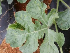 葉面積測試儀操作注意事項(xiàng)