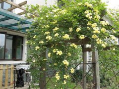 夏季在院子里種這種花，不僅好看還能驅(qū)蚊