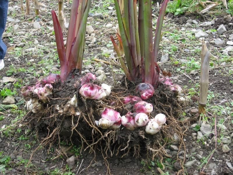 植物根系分析儀，用于根系形態(tài)和構(gòu)造研究